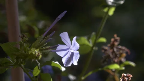Silhouette of a Bug against the light behind a blue flower Stock Footage 172586050