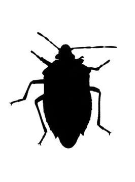 Silhouette of bug (chinch) Stock Photos