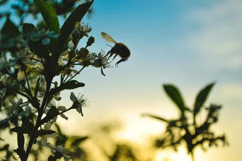 Silhouette of a bumblebee in flight that pollinates a cherry flower close-up Stock Photos
