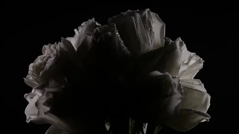 Silhouette of a bundle of white roses Slowly revolving Stockbeeldmateriaal 82337157