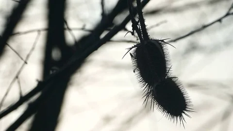 Silhouette of bur hanging in winter time Stock Footage 70872777