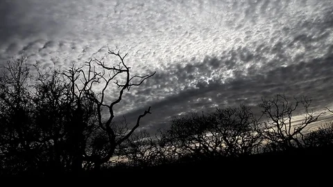 Silhouette burned trees at dusk Stock Footage 94256446