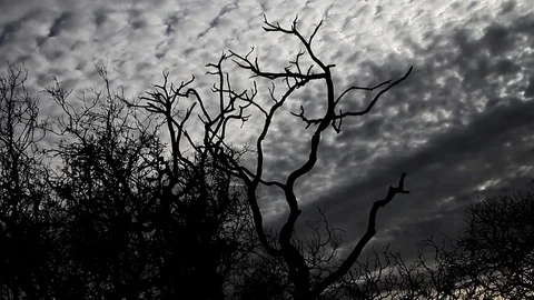 Silhouette of burned trees Stock Footage 94256552