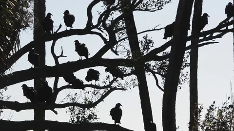 Silhouette Buzzards in Tree Stock Footage 80679015