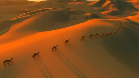 The silhouette of a camel caravan walking in the desert Stock Footage 320667165