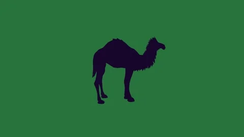 A silhouette of camel on green screen and design figure colorful frame motion Stock-Footage 337341742