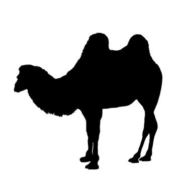 Silhouette of camel isolated on white background vector Stock Illustration