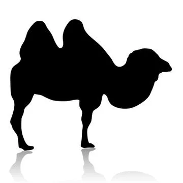 Silhouette of camel isolated on white background vector Stock Illustration