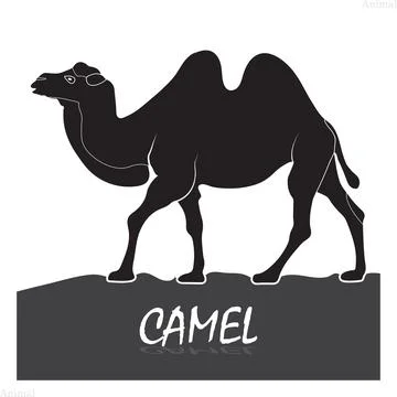Silhouette of a Camel Standing on Ground with Reflection and Animal Text Label. Ilustración de archivo
