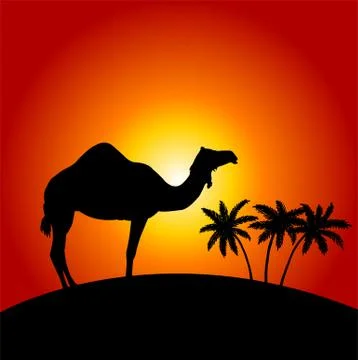 Silhouette of camel on the sunset background Stock Illustration