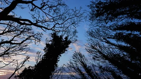 Silhouette of Canopy Trees with Forest Branches in Woods 스톡 동영상 238827260