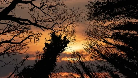 Silhouette of Canopy Trees with Forest Branches in Woods Stock Footage 239873486