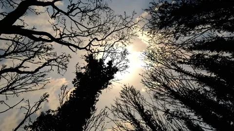 Silhouette of Canopy Trees with Forest Branches in Woods Stock Footage 239892221