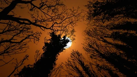 Silhouette of Canopy Trees with Forest Branches in Woods Stock Footage 239900049