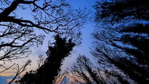 Silhouette of Canopy Trees with Forest Branches in Woods Stock-Footage 240128506