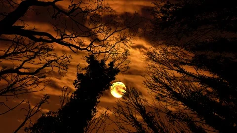 Silhouette of Canopy Trees with Forest Branches in Woods 스톡 동영상 240188687