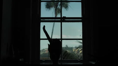 Silhouette cat and a window view slow motion 4K Video stock 274126290