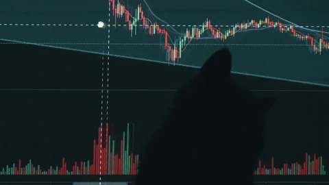 Silhouette of a Cat on the Background of Cryptographics Close-up Stock Footage 200886803