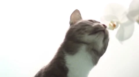Silhouette of a cat with flowers Stock Footage 61783252