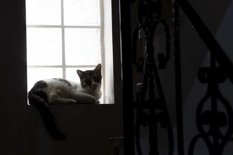Silhouette of cat in front of window Stock Photos
