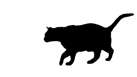 Silhouette cat jumping and lying down on white background. 库存影片 343621484