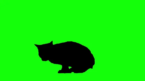 Silhouette cat jumping walking and sitting on green screen background. 스톡 동영상 335939513