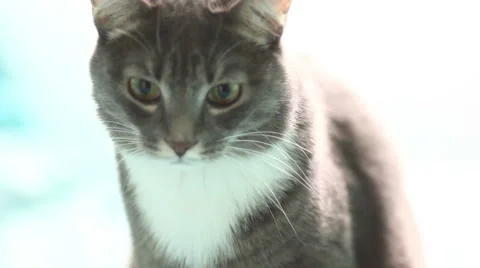 Silhouette of a cat light background Stock Footage 61842602