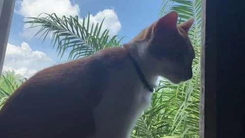 Silhouette of a Cat Looking Outside with Lush Palm Trees in Background Stock Footage 291294280
