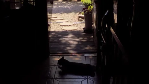 Silhouette of a cat lying in the doorway looking out at a sunny yard Stock Footage 340579782