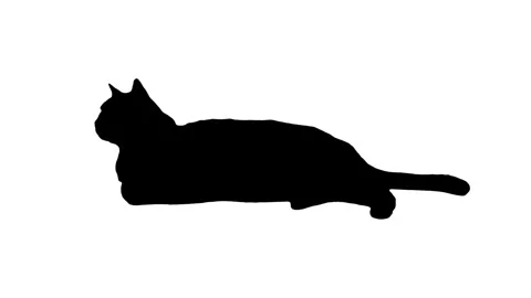 Silhouette cat lying down on white background. Stock Footage 343603979
