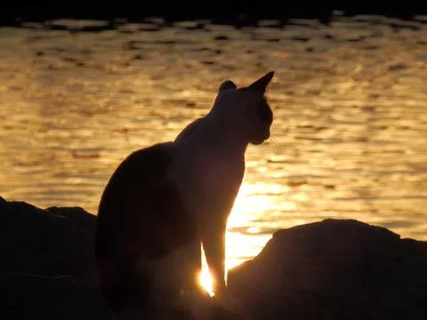 Silhouette cat Stock Photos