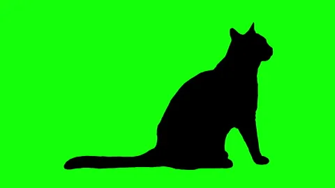 Silhouette cat sitting on green screen background. Stock Footage 335939510