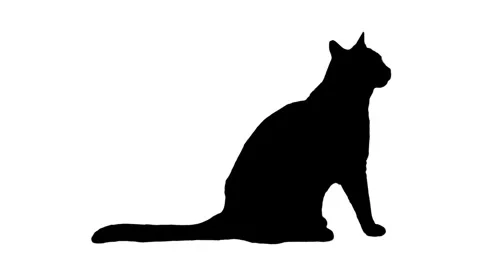 Silhouette cat sitting on the white background. Stock Footage 335940302