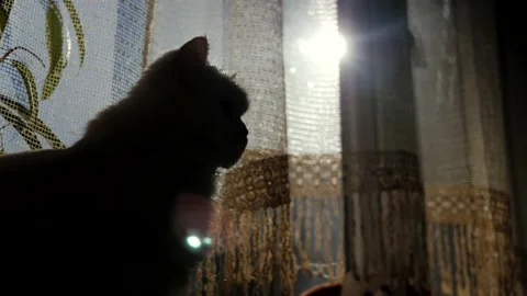 Silhouette of cat sitting on the windowsill by the window on sunny morning. Stock Footage 235705039