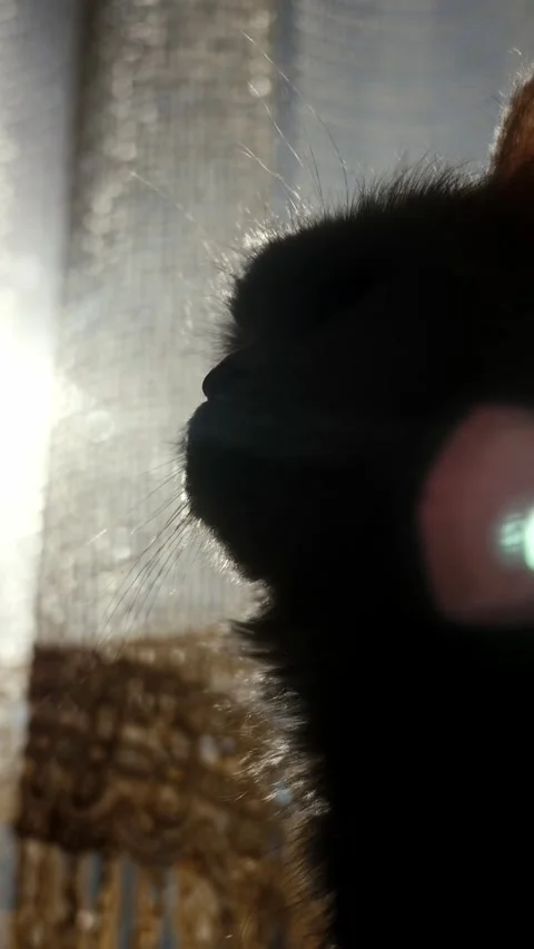 Silhouette of cat sitting on the windowsill by the window on sunny morning.  Stock Footage 313475520