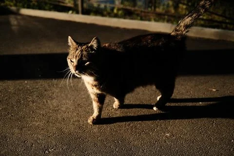 Silhouette of a cat in the sunset light. Фото