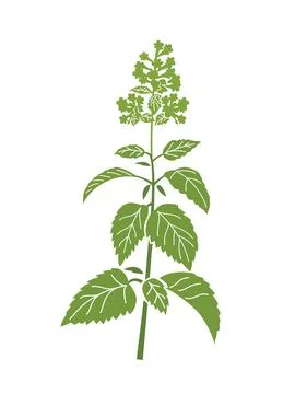 Catnip Plant Drawing
