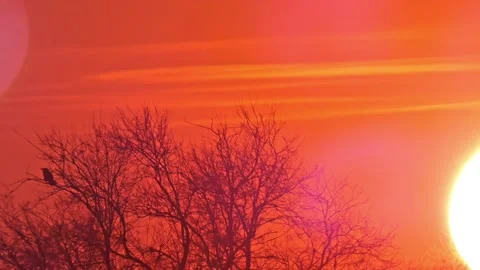 Silhouette of a cawing crow sitting on a tree during a autumn red sunset Stock Footage 205081130