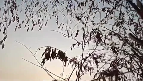 The silhouette of the cherry tree adorns the twilight sky. Stock Footage 341332143