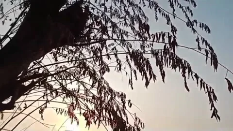 The silhouette of a cherry tree adorns the twilight sky. Stock Footage 341332177