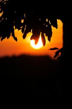 Silhouette of chestnut tree with setting sun in background Stock Photos