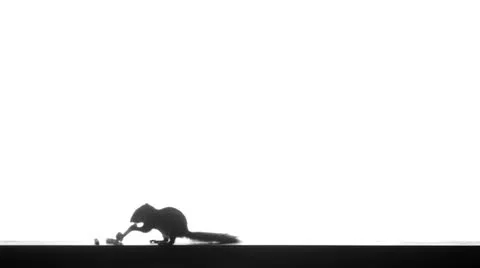 Silhouette of a chipmunk that eats potatoes Video stock 25129041
