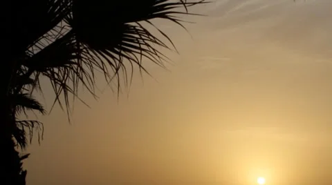 Silhouette of close of palm tree sunset or sunrise on mystical island Vidéo 35420150