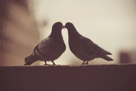 Silhouette close-up of two pigeons kissing in Paris Stock Photos