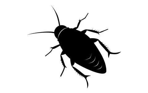 Silhouette of a cockroach isolated on white backdrop. Black cockroach vector  Stock Illustration