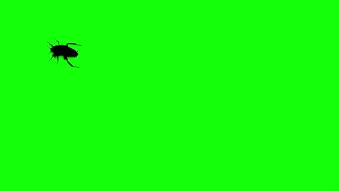 Silhouette cockroach running on green background. 스톡 동영상 339086339
