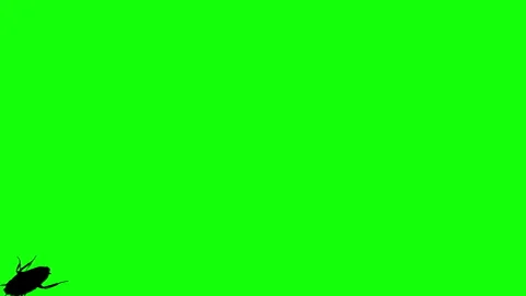 Silhouette cockroach running on green background. Stock Footage 339086341