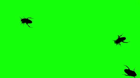 Silhouette cockroach running on green background. Stockbeeldmateriaal 339086343