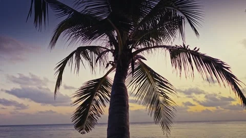 Silhouette of Coconut Palm Tree Leaves Against Golden Sunset Sky on Maldives Stock Footage 343084271