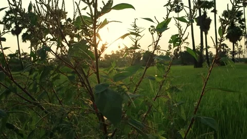 Silhouette coconut palm tree at sunset. Stock Footage 147518103